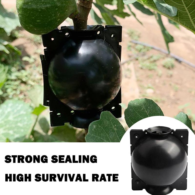 50% OFF--Plant Root Growing Box
