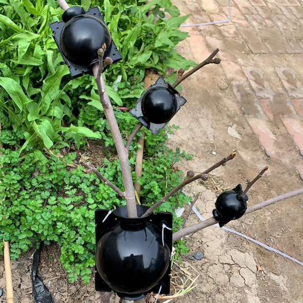 50% OFF--Plant Root Growing Box