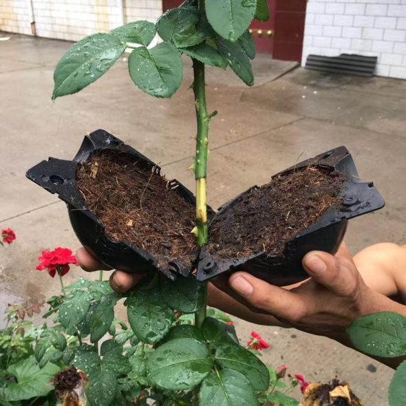 50% OFF--Plant Root Growing Box